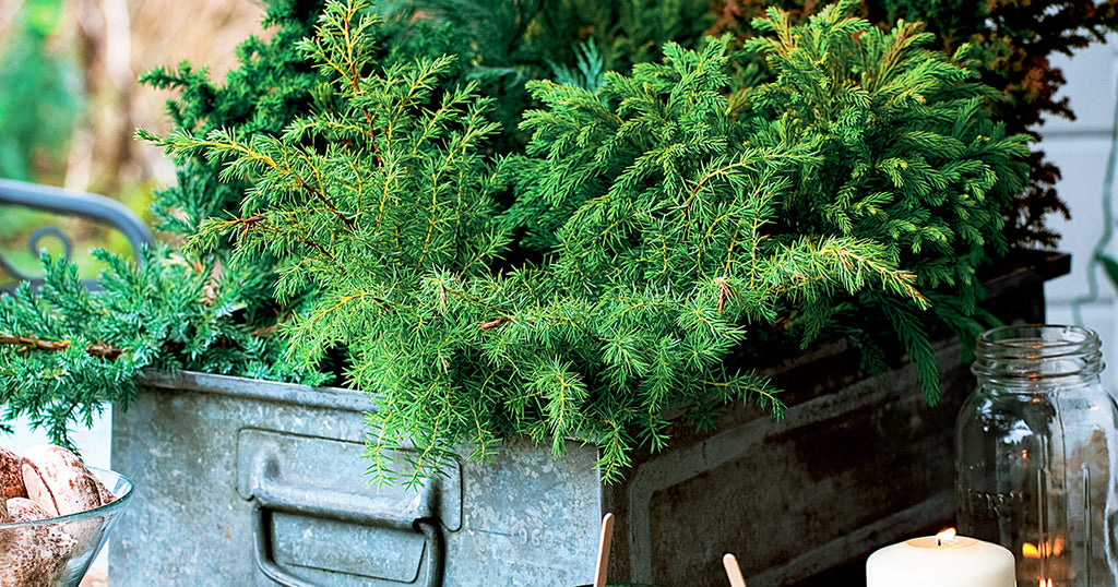 Conifer Collection
