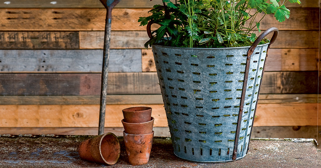 Olive Pail Planter