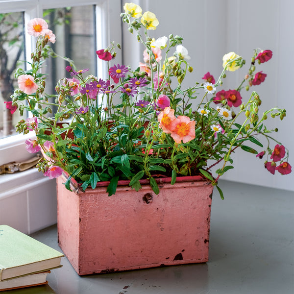 Small Summer Gardens
