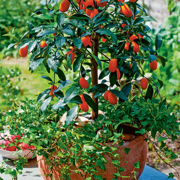 Small Summer Gardens